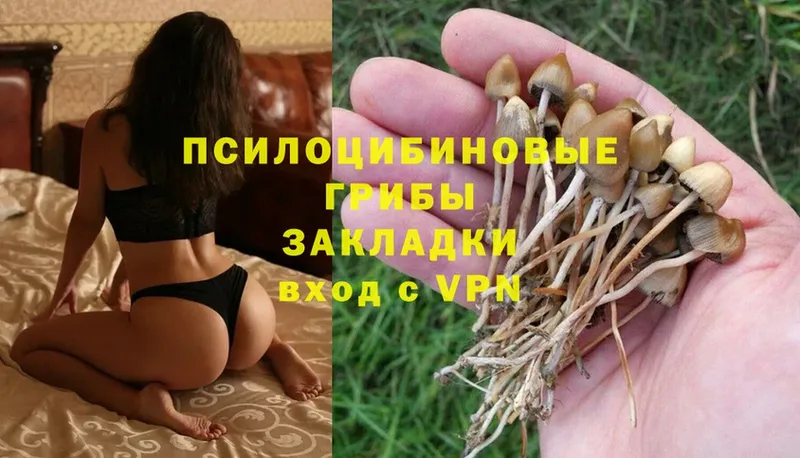 Галлюциногенные грибы MAGIC MUSHROOMS  Камень-на-Оби 